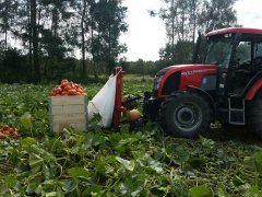 Zbiór dyni hokkaido