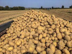 Ziemniaki lord 9.9.2017 wykopki