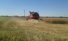 Żniwa 2016 rzepak