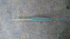 Żyto Dańkowskie Amber