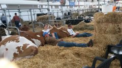 Krajowa Wystawa Zwierząt Hodowlanych