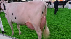 Krajowa Wystawa Zwierząt Hodowlanych