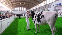 Krajowa Wystawa Zwierząt Hodowlanych