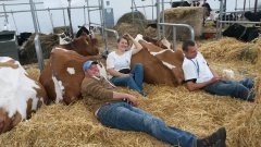 Krajowa Wystawa Zwierząt Hodowlanych