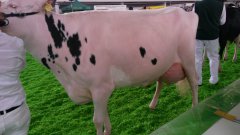 Krajowa Wystawa Zwierząt Hodowlanych