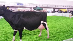 Krajowa Wystawa Zwierząt Hodowlanych