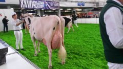 Krajowa Wystawa Zwierząt Hodowlanych