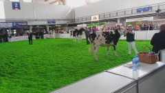 PHF ODMIANA HO 14-15 mies - czarno - białe i czerwono-białe