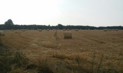 50 belek słomy z 2 ha