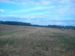 Bele słomy z rzepaku