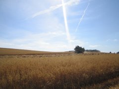 Claas Protector Żniwa 2015