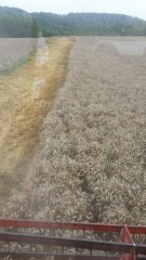 Pszenica ozima ostroga