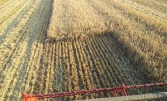 Ściernia po jęczmieniu jarym