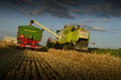 Żniwa 2015 Claas & Pronar