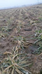 Jęczmień ozimy Holmes