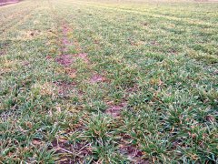 Jeczmien ozimy Lomerit