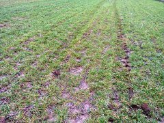 Jeczmien Ozimy Lomerit