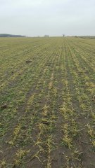 Jęczmień ozimy Meridian