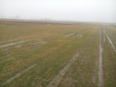 Jęczmień ozimy Meridian