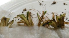 Jęczmień ozimy SU Vireni