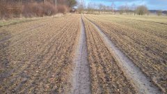 Przenica zimowa solehio.