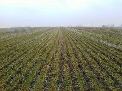 Pszenica Franz - Siew Pasowy