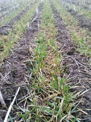 Pszenica Franz - Siew Pasowy