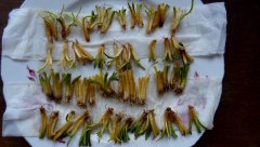 Pszenica Julius , pszenżyto Elpaso  36 h