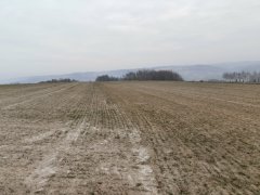 Pszenica KWS Dakota 05.01.2016r