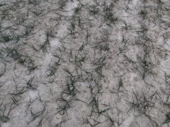 Pszenica KWS Dakota 05.01.2016r