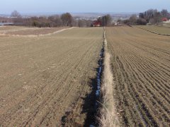 Pszenica Muszelka & Sailor