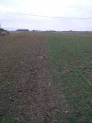 Pszenica oz. Bamberaka i Ostroga