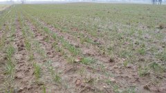 Pszenica ozima Arkadia