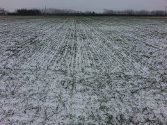 Pszenica ozima Arkadia