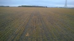 Pszenica ozima Bamberka