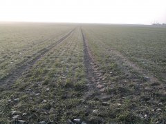 Pszenica ozima Baroko