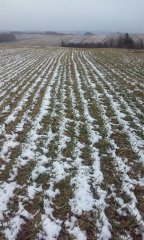 Pszenica ozima Bogatka