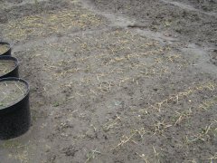 Pszenica ozima Desamo