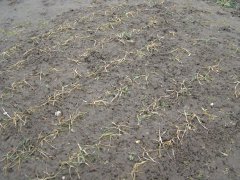 Pszenica ozima Desamo