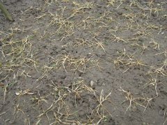 Pszenica ozima Desamo