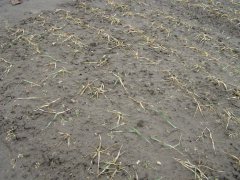 Pszenica ozima Desamo