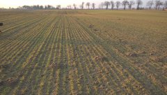 Pszenica ozima emilio