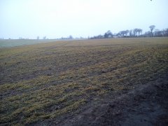 Pszenica ozima Kepler