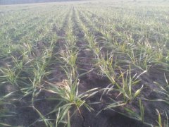 Pszenica Ozima Kredo