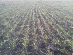 Pszenica Ozima Kredo