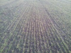 Pszenica Ozima Kredo