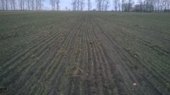 Pszenica ozima KWS Julius