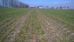 Pszenica ozima KWS Julius