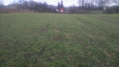 Pszenica ozima KWS SOLEHIO