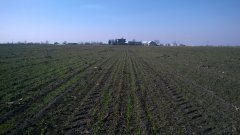 Pszenica ozima KWSJulius